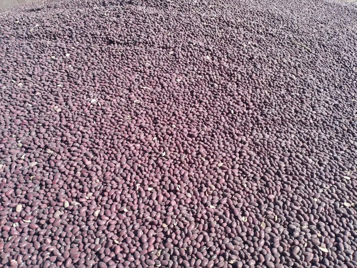 لوبیا قرمز بوجاری نشده|عمدهفروشی|بزینه رود, |دیوار