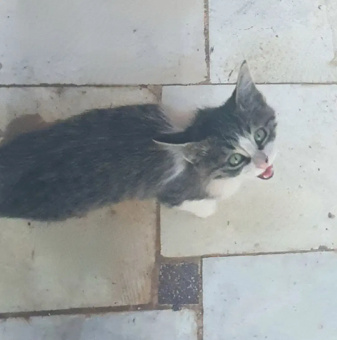 واگذاری گربه، رفسنجان|گربه|رفسنجان, |دیوار