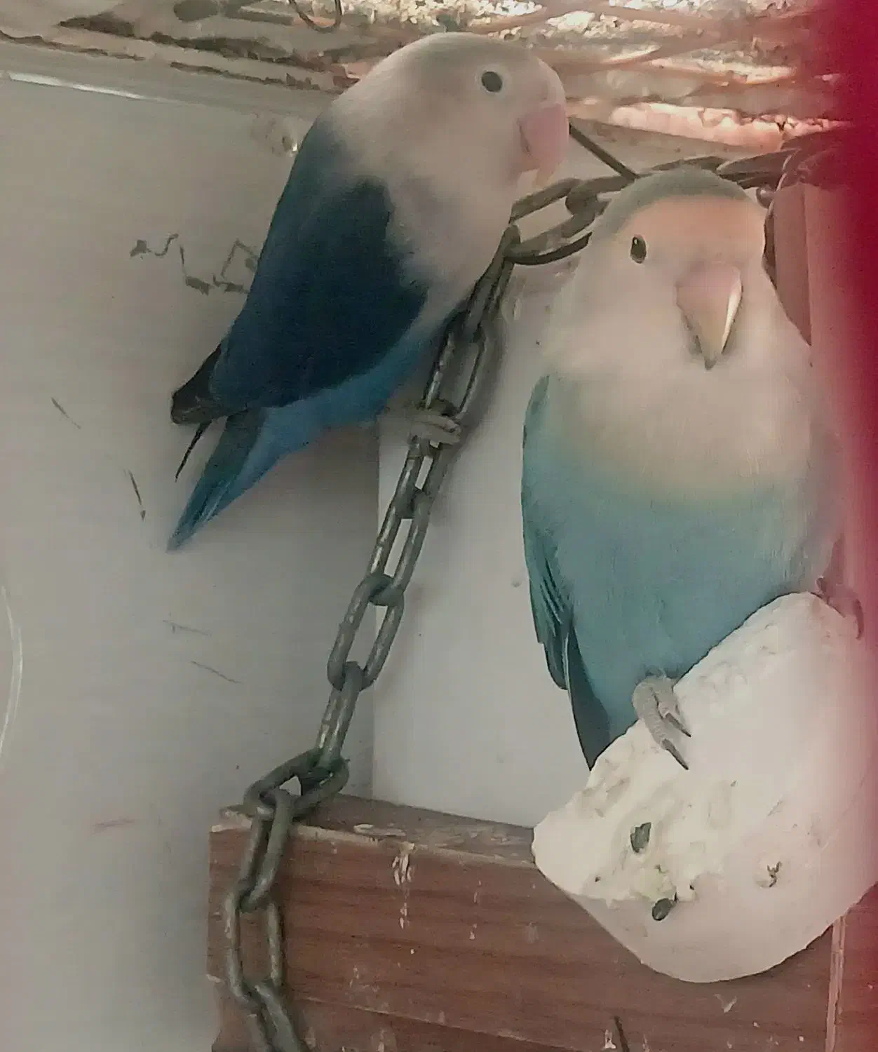 طوطی برزیلی خاص|پرنده|تهران, قصر فیروزه ۲|دیوار