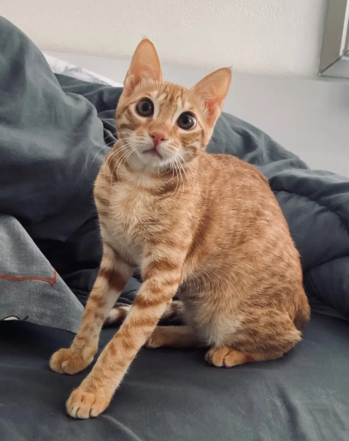 واگذاری گربه خانگی|گربه|کیش, |دیوار