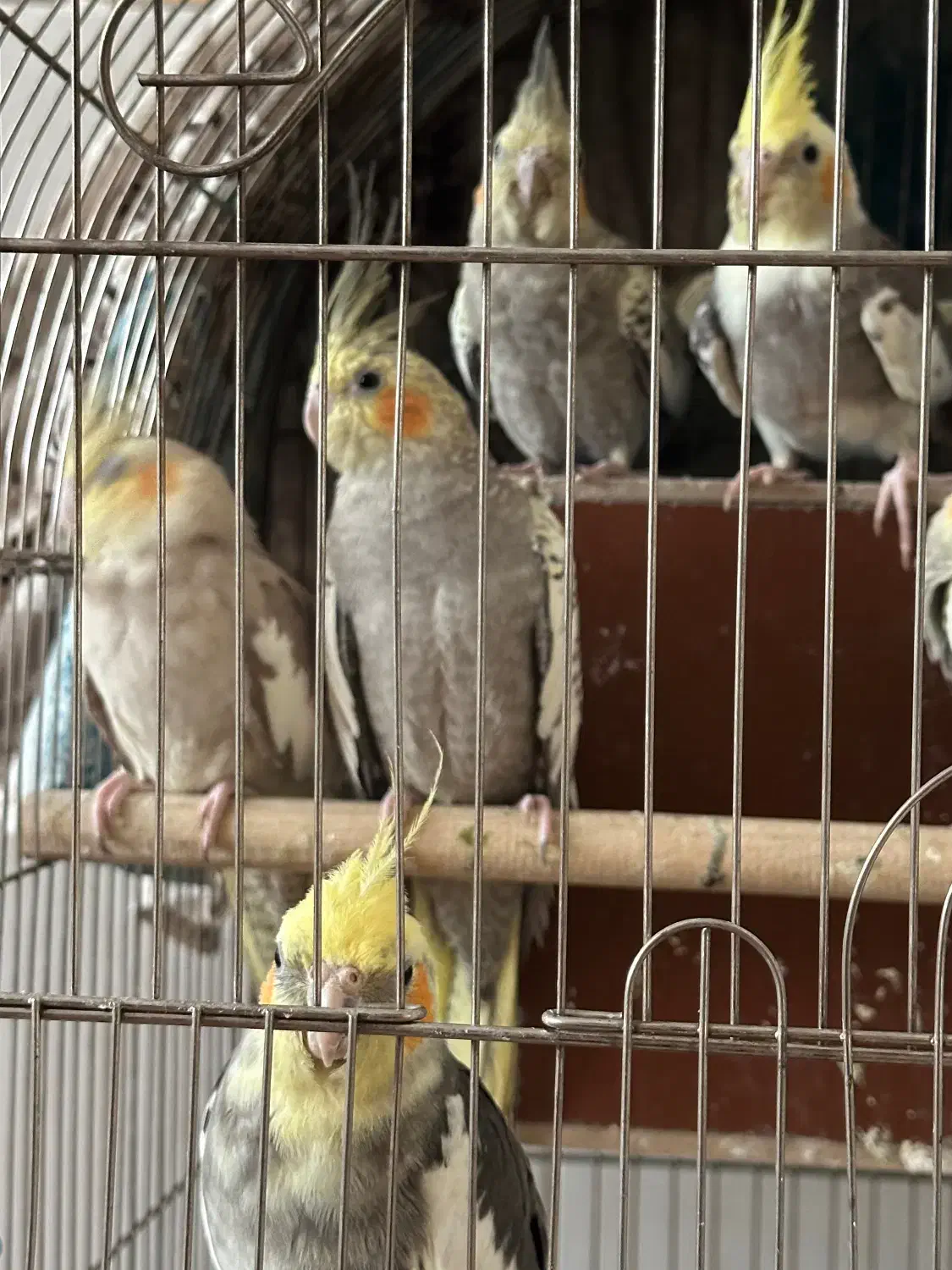 عروس هلندی|پرنده|اسلام‌شهر, شهرک قائمیه|دیوار