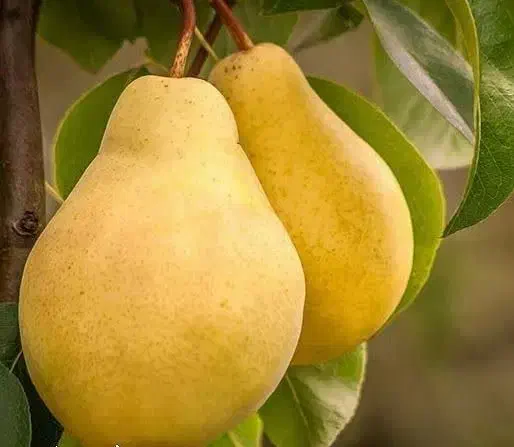 شروع پیش فروش نهال گلابی شاه میوه|خدمات باغبانی و درختکاری|ایزدشهر, |دیوار