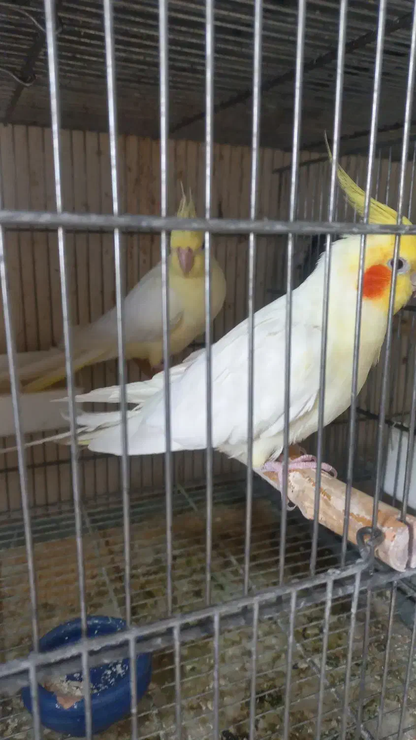 عروس هلندی و مرغ عشق انگلیسی|پرنده|هشتگرد, هشتگرد قدیم|دیوار