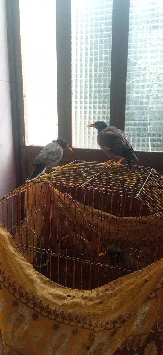 مینا|پرنده|کلاله, |دیوار