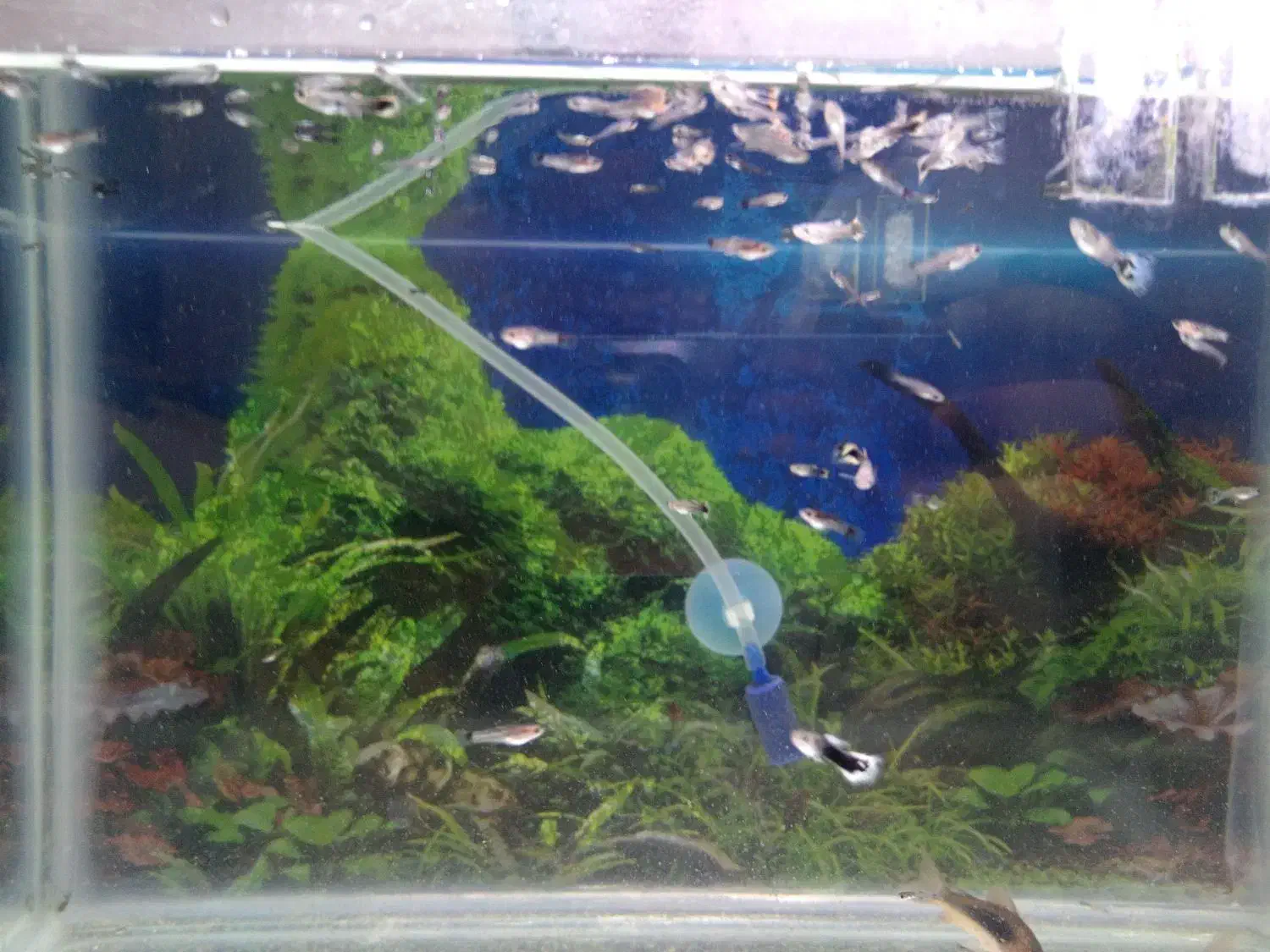 بچه گوپی|ماهی|کازرون, |دیوار