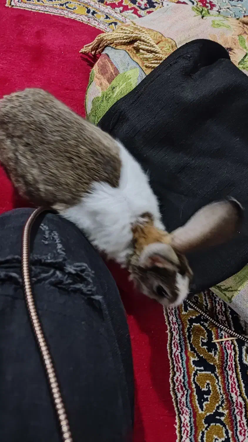 خرگوش زبل|موش و خرگوش|خرمآباد, |دیوار