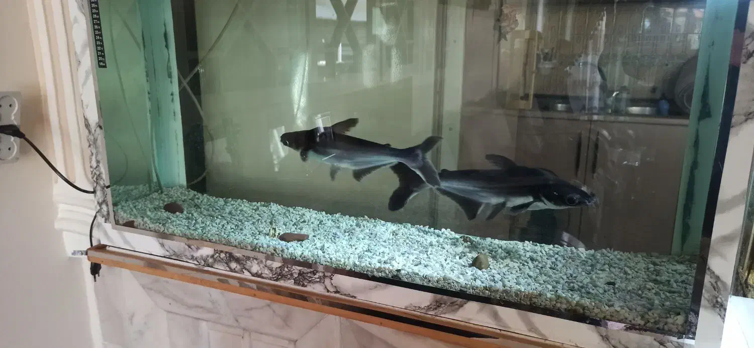 ماهی پنگوسی|ماهی|تبریز, |دیوار