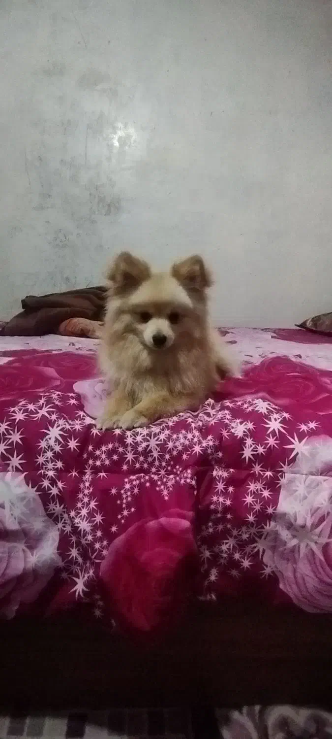 سگ خونگی کوکو  ۸ ماهه|سگ|پاکدشت, پاکدشت (مامازند)|دیوار