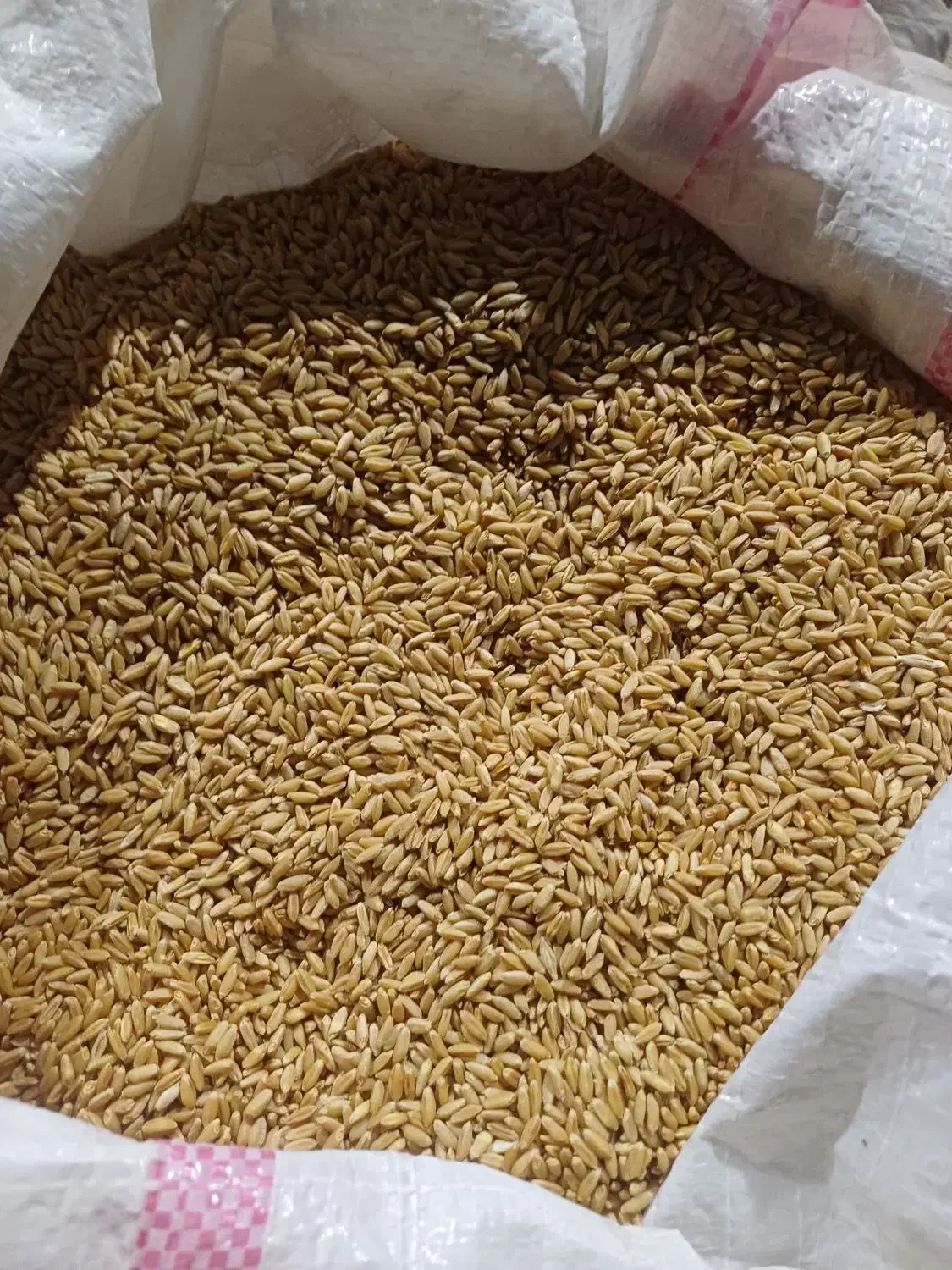 گندم دیمی|گل و گیاه طبیعی|روانسر, |دیوار