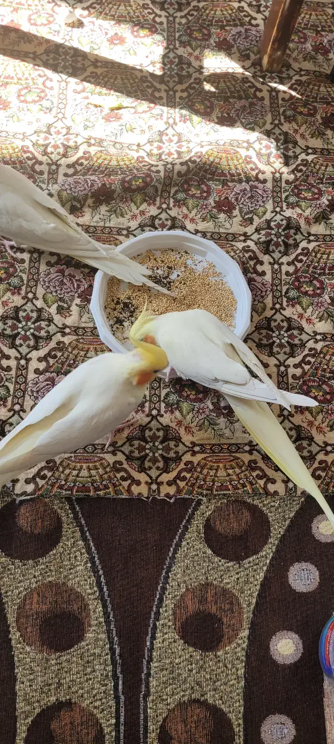 عروس هلندی ماده|پرنده|تیران, |دیوار