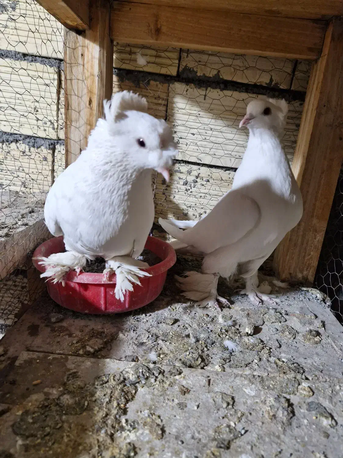 کبوتر|پرنده|زیباشهر, |دیوار