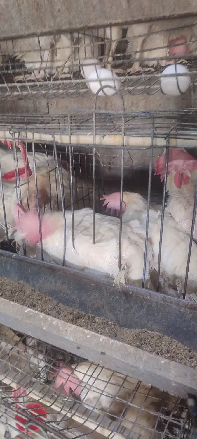 جوان مرغ و خروز س موجود تخمگذار|حیوانات مزرعه|وحیدیه, |دیوار