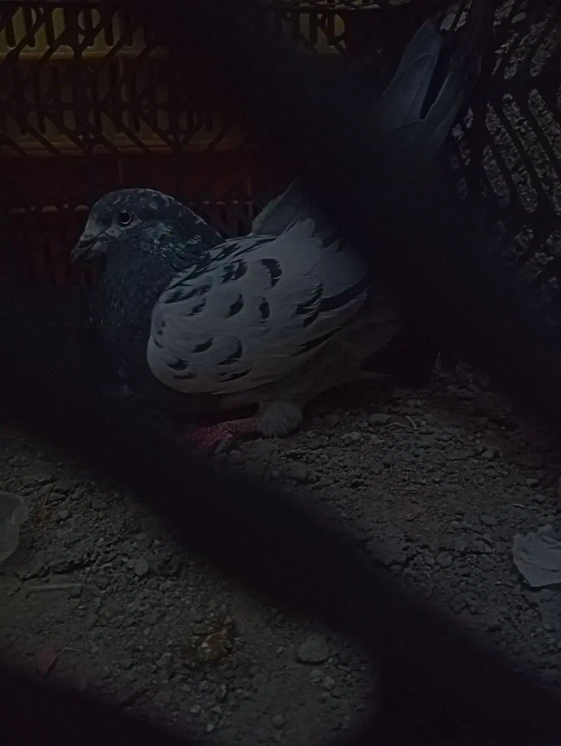 کله ای فروشی 300 عنبر آباد|پرنده|عنبرآباد, |دیوار