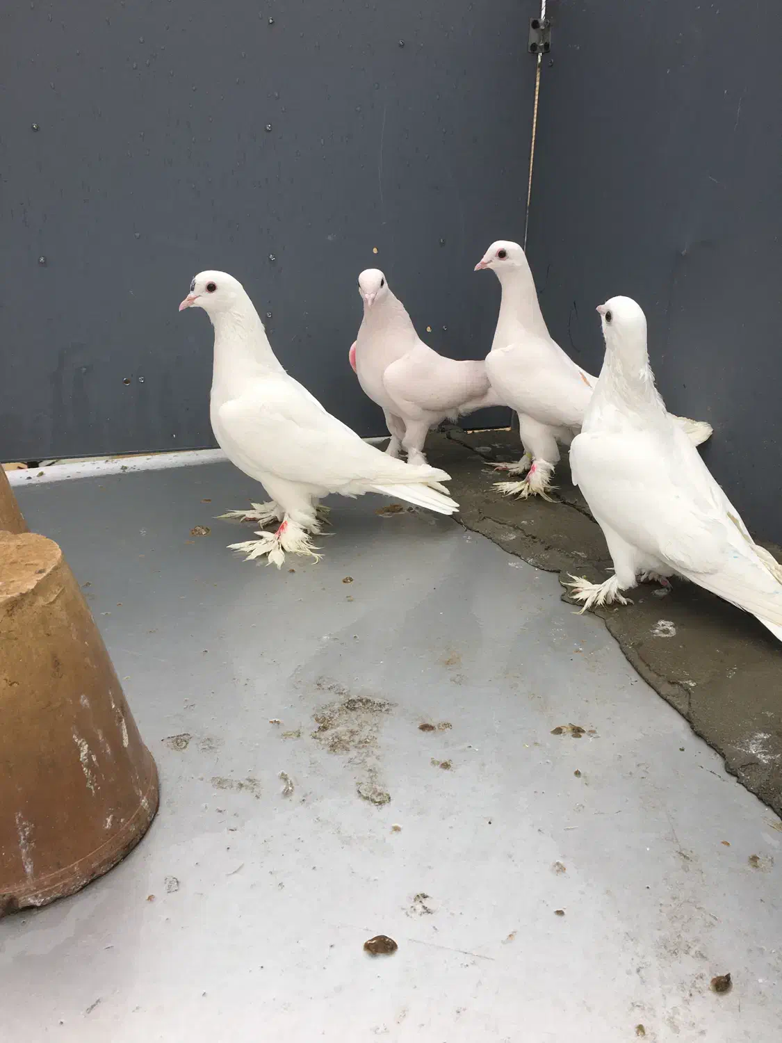 کبوتر|پرنده|تبریز, |دیوار