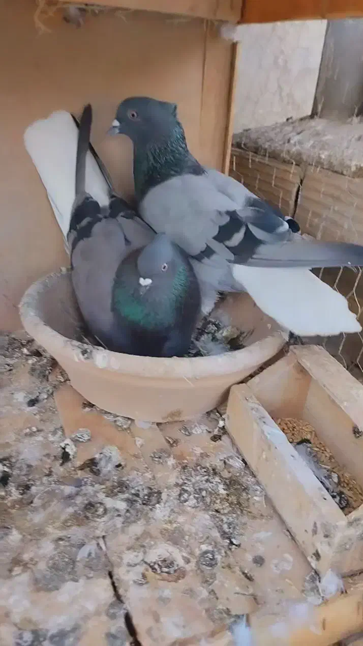 جفت دمسفید|پرنده|اردکان, |دیوار