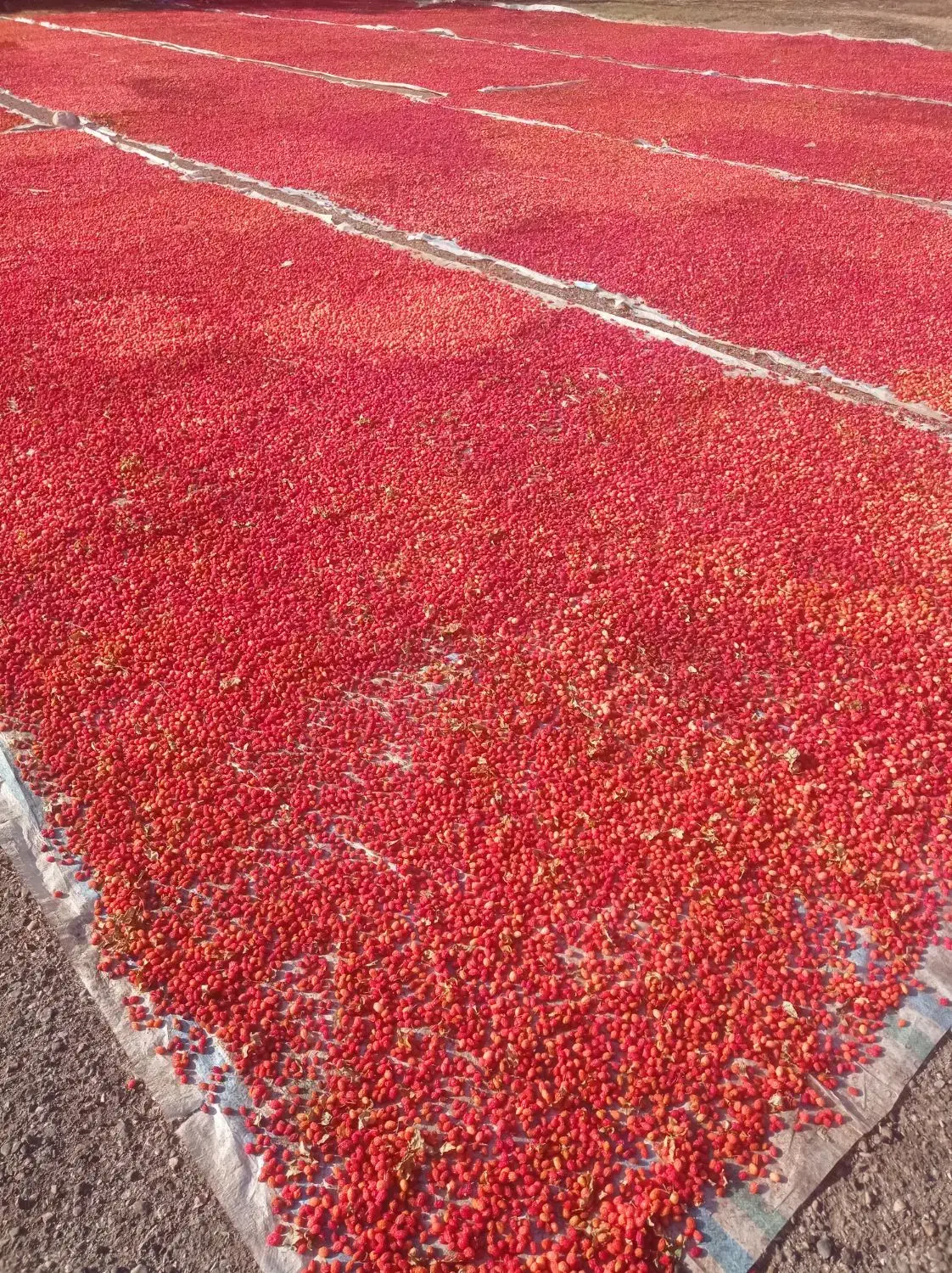 زغال‌اخته خشک  با هسته|عمده‌فروشی|جلفا, |دیوار