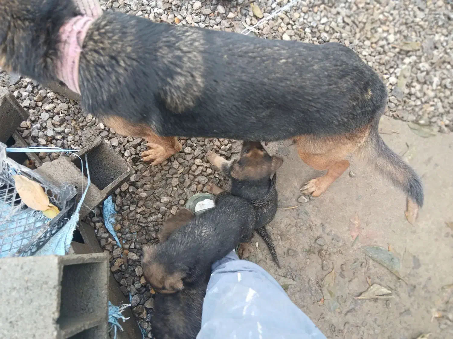 توله سگ ژرمن|سگ|زرگرشهر, |دیوار