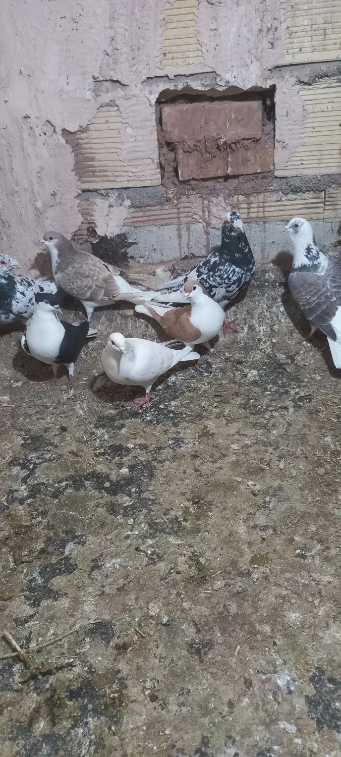 ساده|پرنده|نیشابور, مازول|دیوار