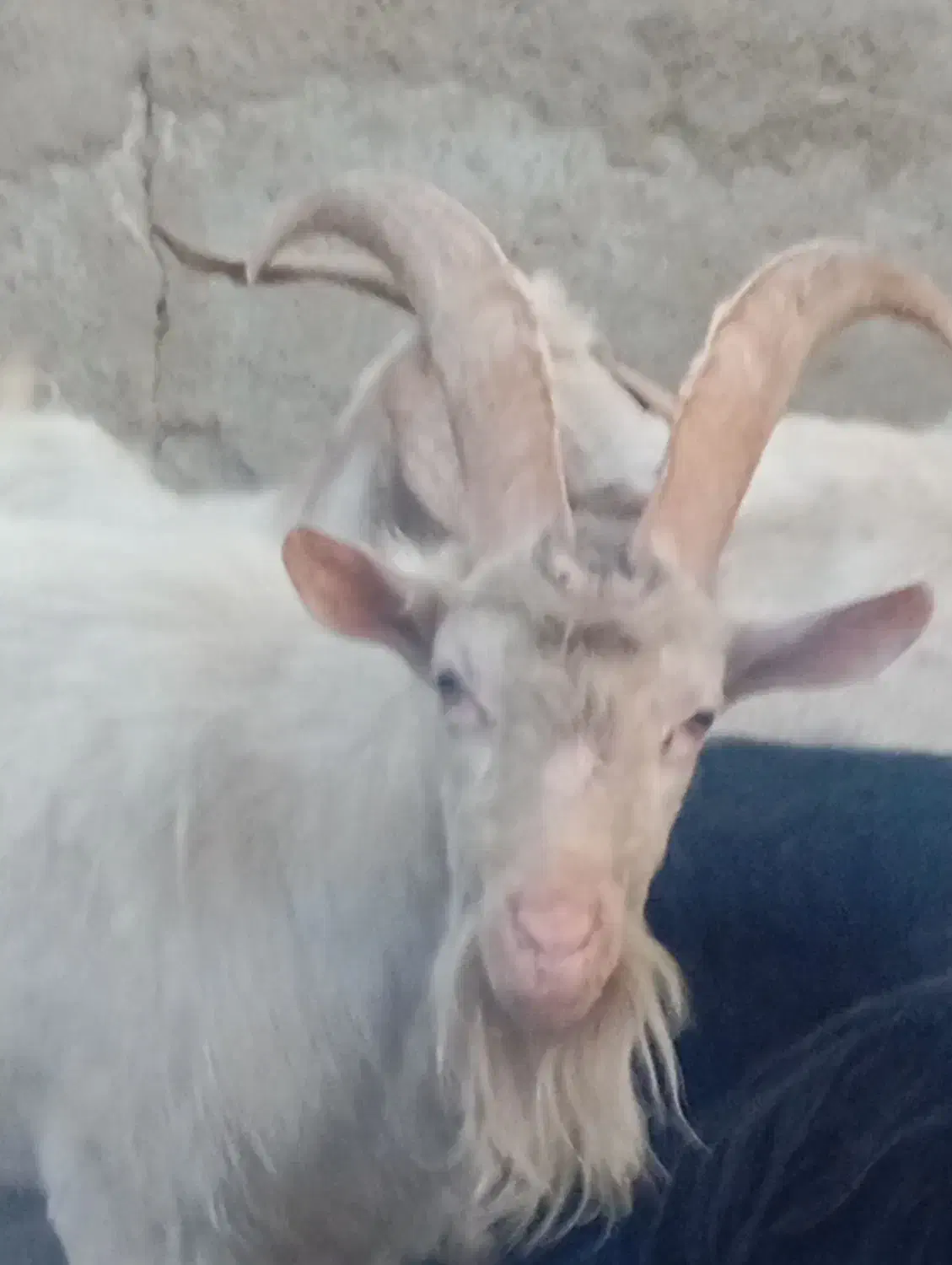 فروش بز نر سانن|حیوانات مزرعه|ماهدشت, |دیوار