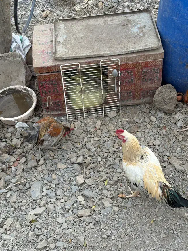 حیوان مزرع خروس|حیوانات مزرعه|رودبار, |دیوار