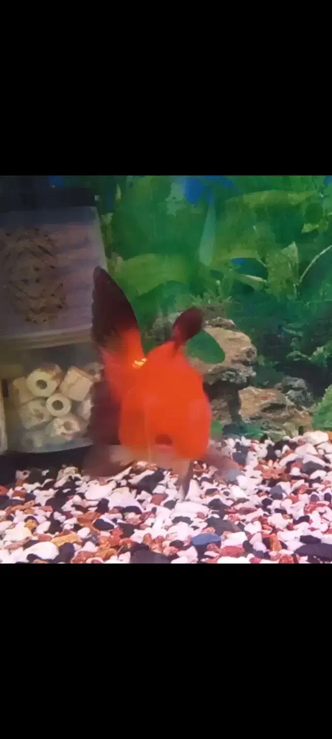 گلفیش با گرید عالی و رنگ درجه ۱|ماهی|تهران, باغ خزانه|دیوار