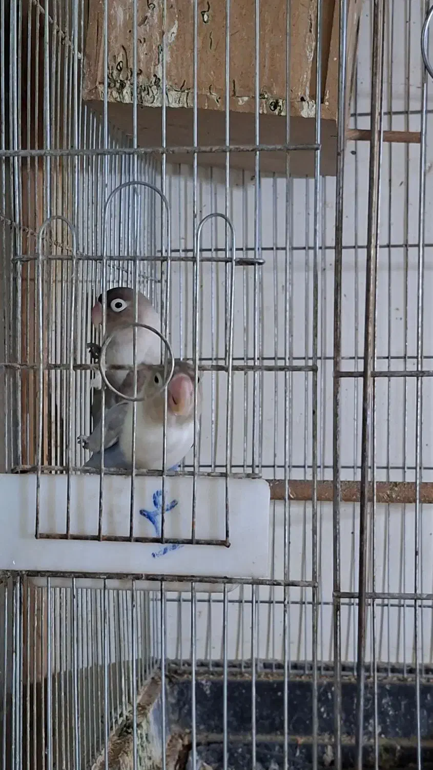 دو جفت عروس هلندی و برزیلی مولد|پرنده|رودهن, |دیوار