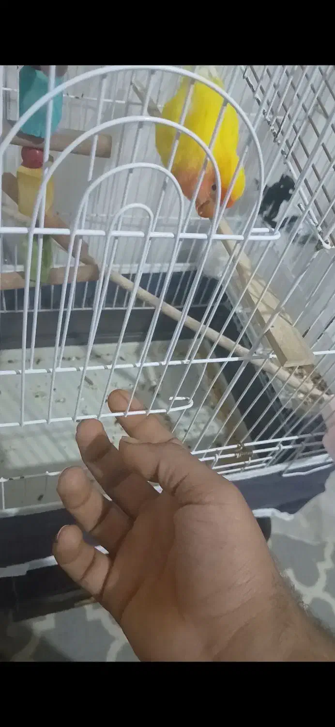 طوطی برزیلی|پرنده|برازجان, |دیوار