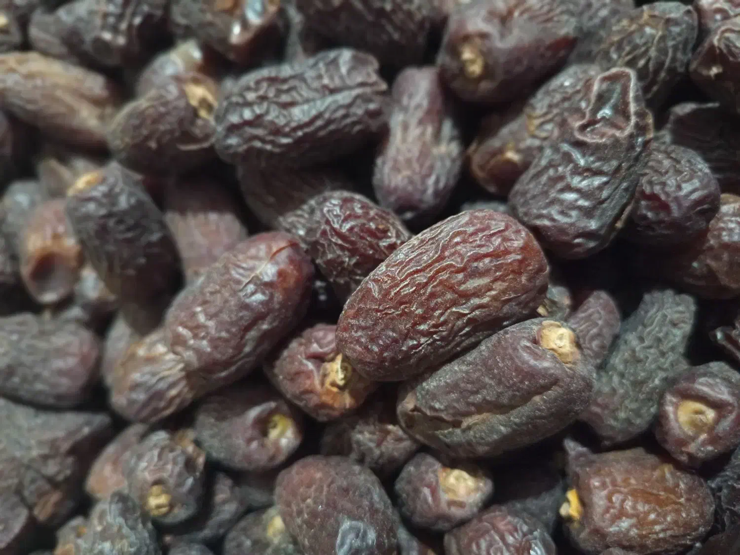 کپک ،هارک ، جاهین|خوردنی و آشامیدنی|سراوان, |دیوار