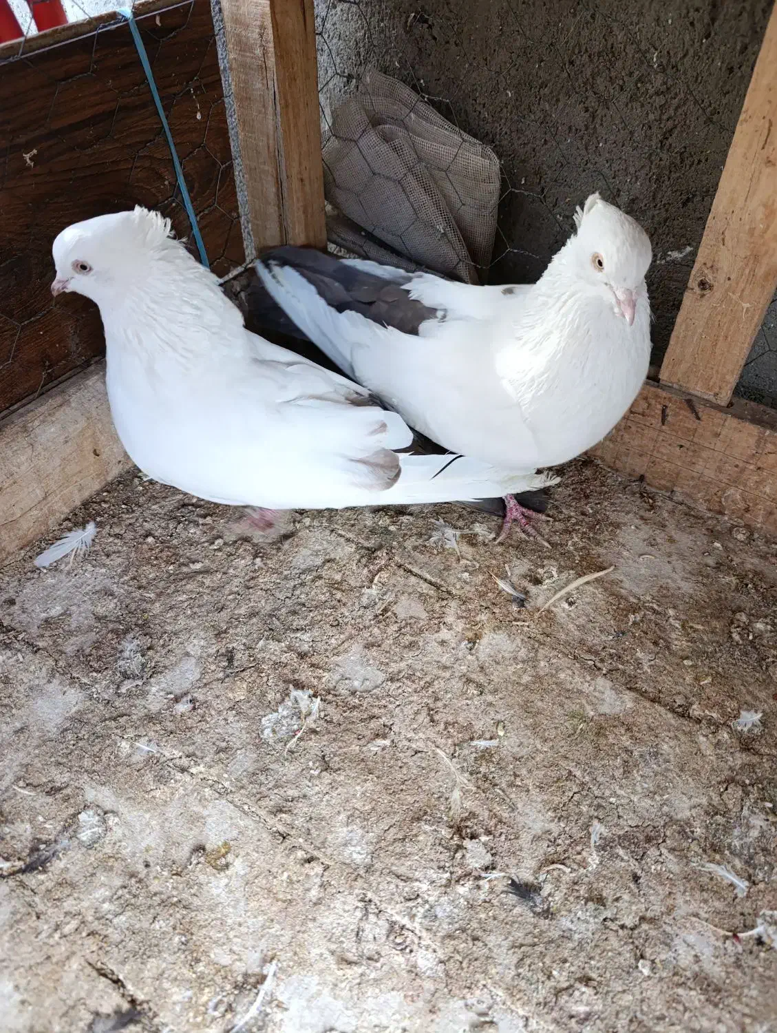 کبوتر دم بادمجانی|پرنده|میانه, |دیوار