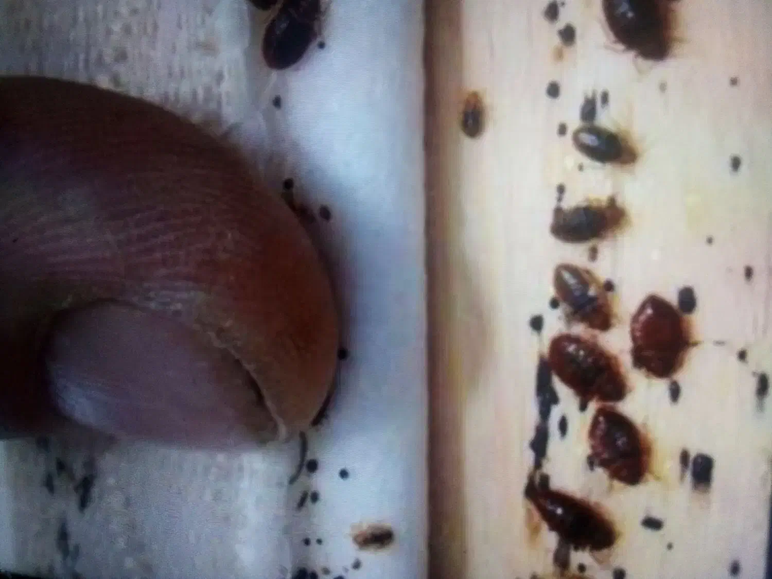 سم پاشی ساس سوسک سمپاشی موش وتمام حشرات ضمانتی|خدمات نظافت|مشهد, شهید مطهری|دیوار