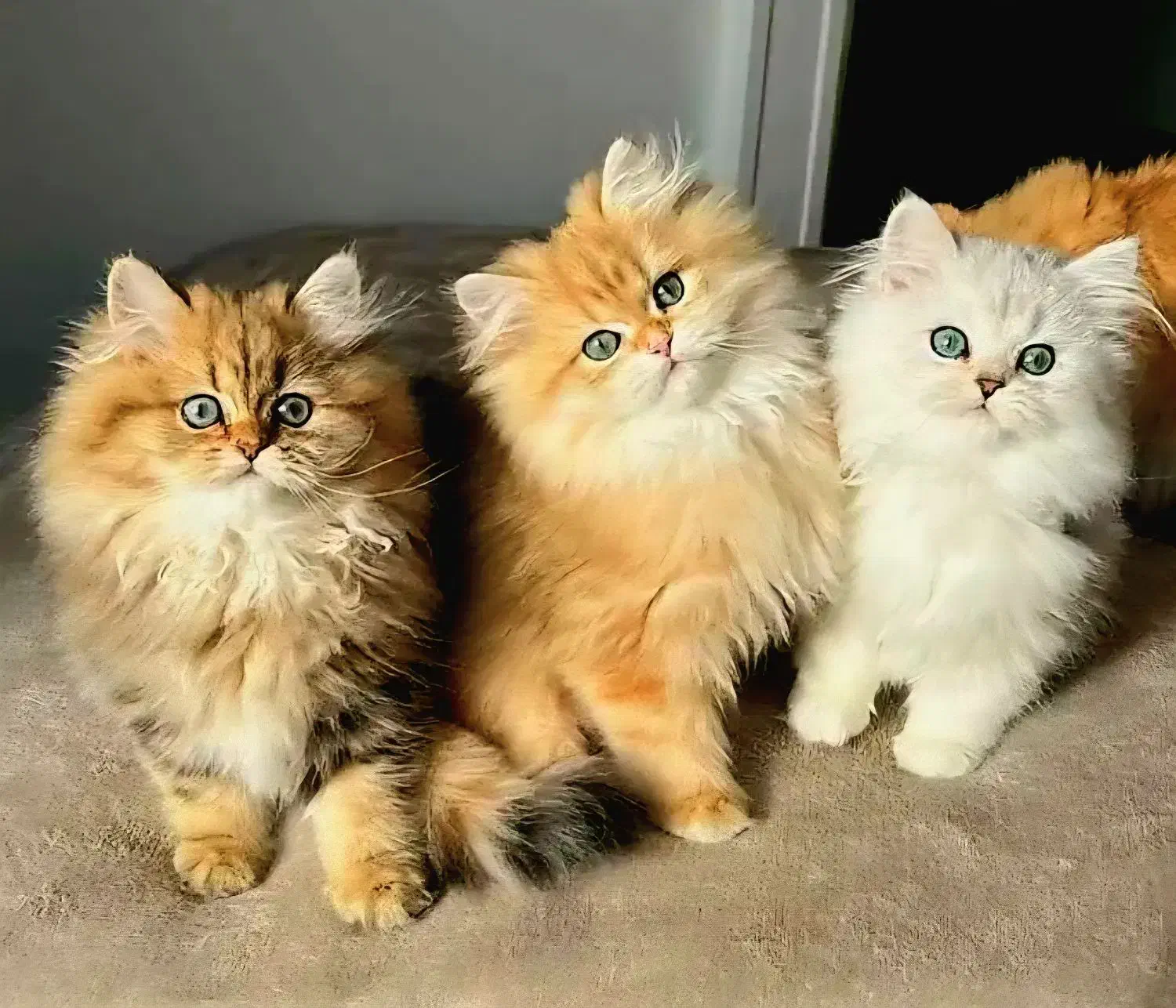 گر به های ارزون تهران (اسکاتیش بریتیش پرشین رگدال)|گربه|تهران, پونک|دیوار