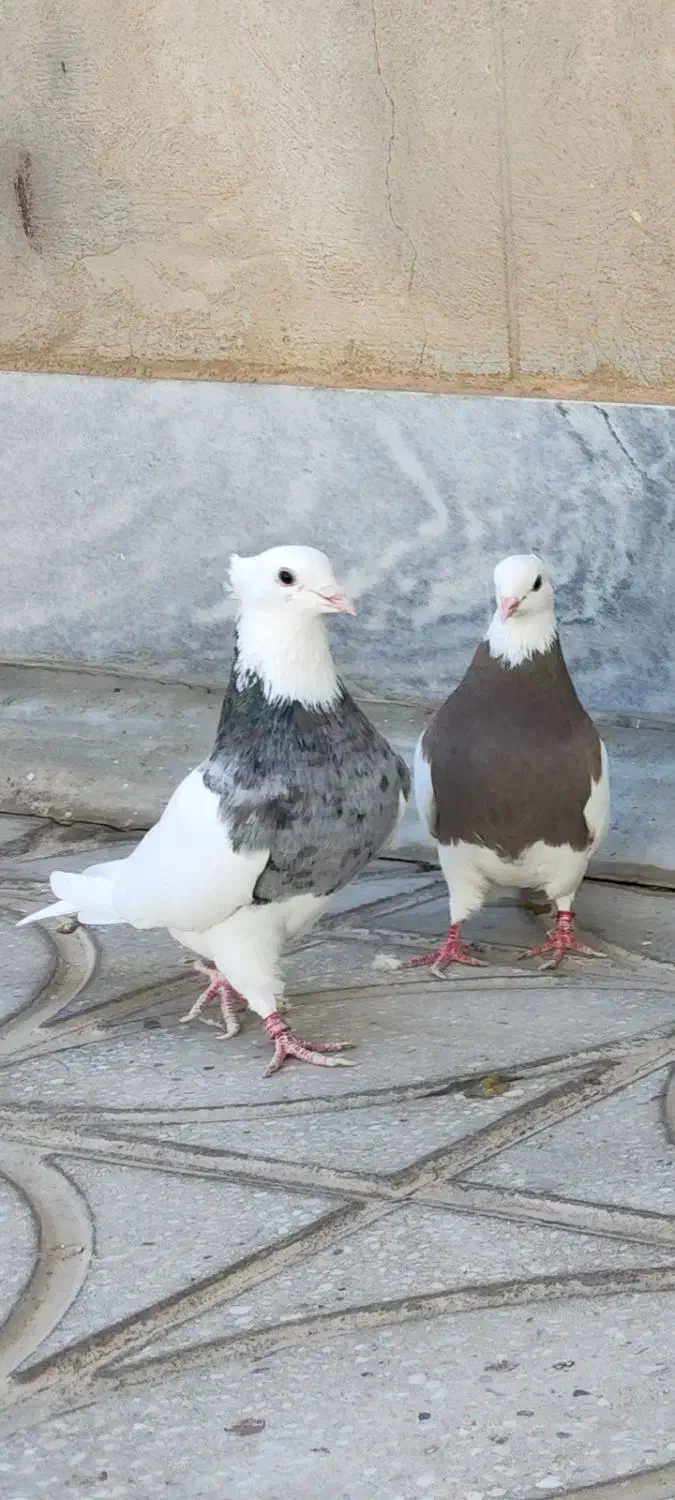 طوقی سرور|پرنده|مروست, |دیوار