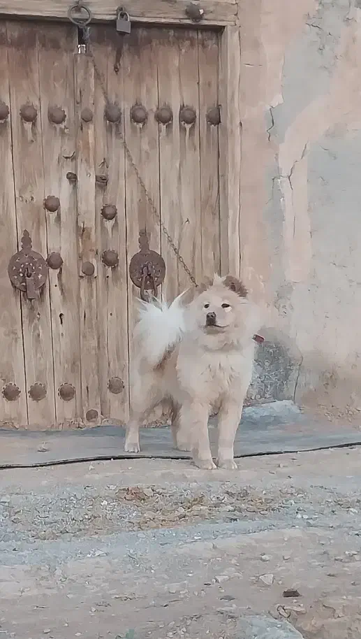 سگ چاو چاو|سگ|اصفهان, مارچین|دیوار