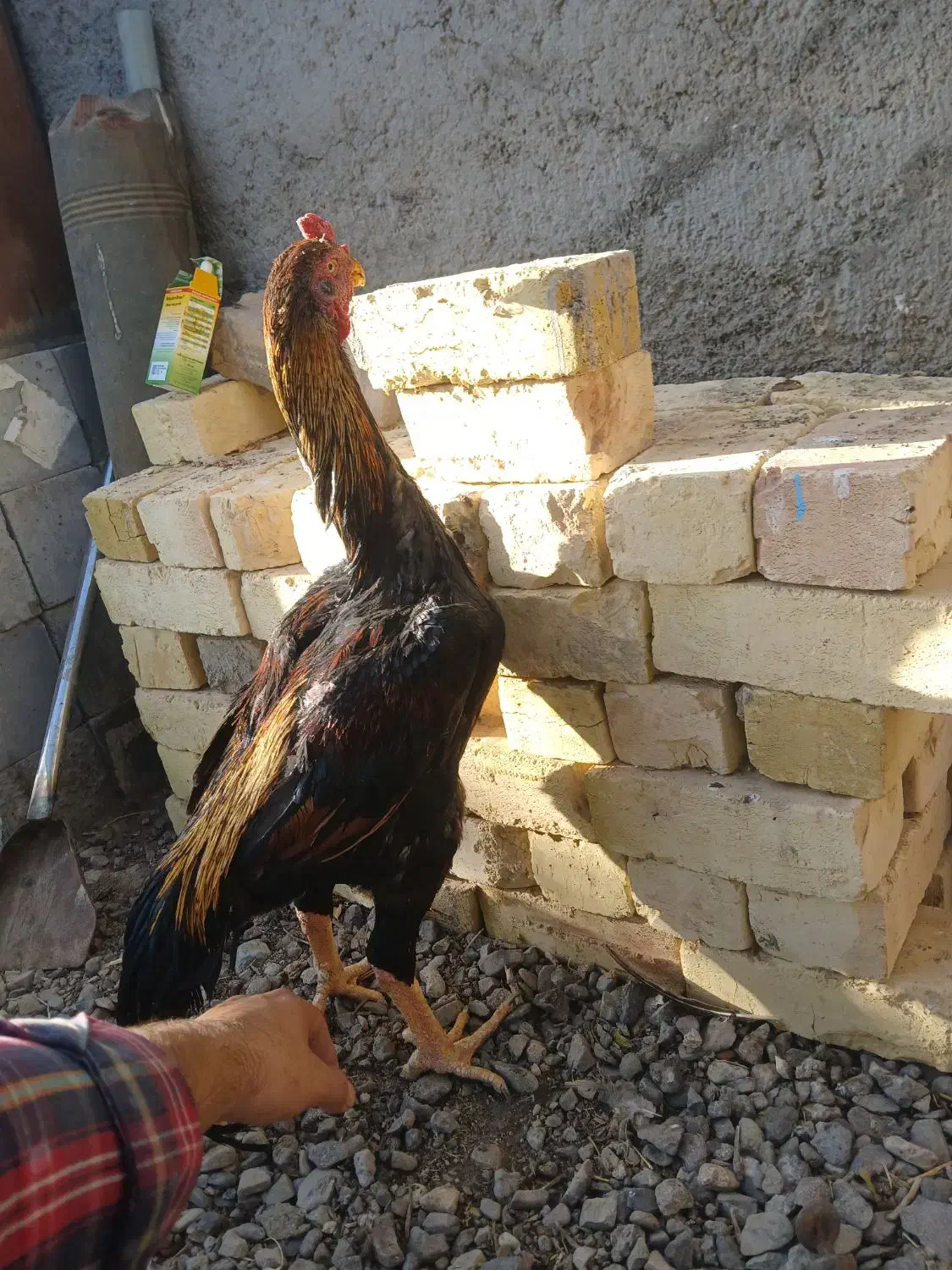 مرغ خروس لاری ابریشمی|حیوانات مزرعه|قم, نخودی|دیوار