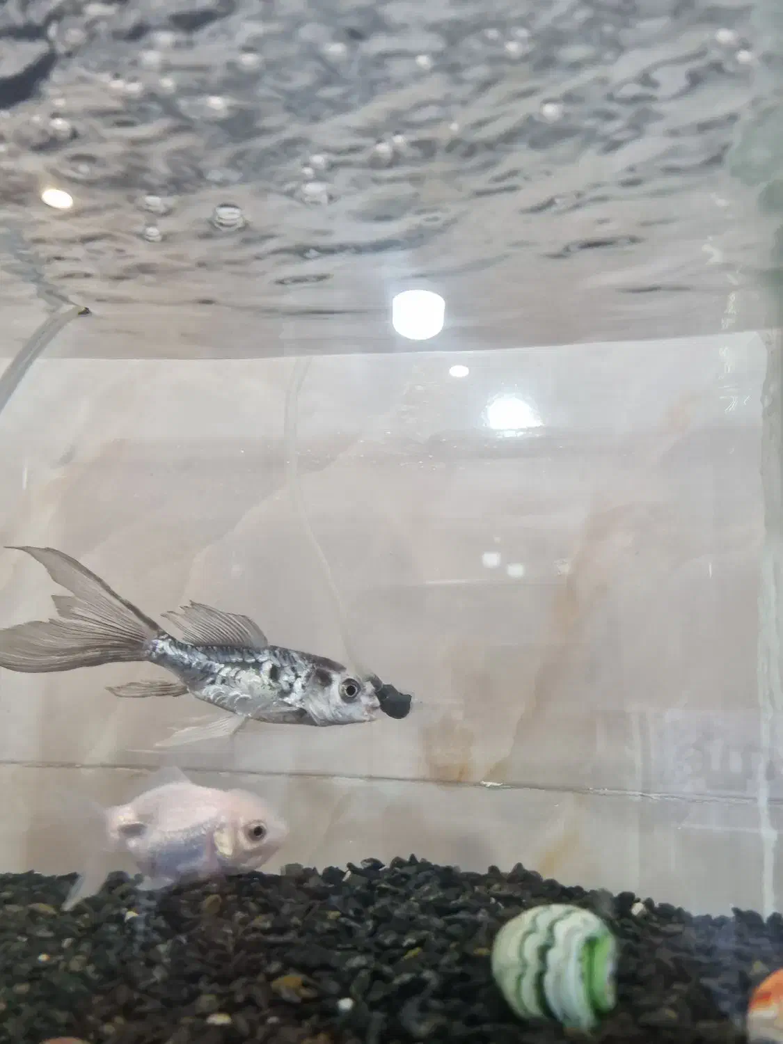 معاوضه ماهی کوی|ماهی|یزد, |دیوار