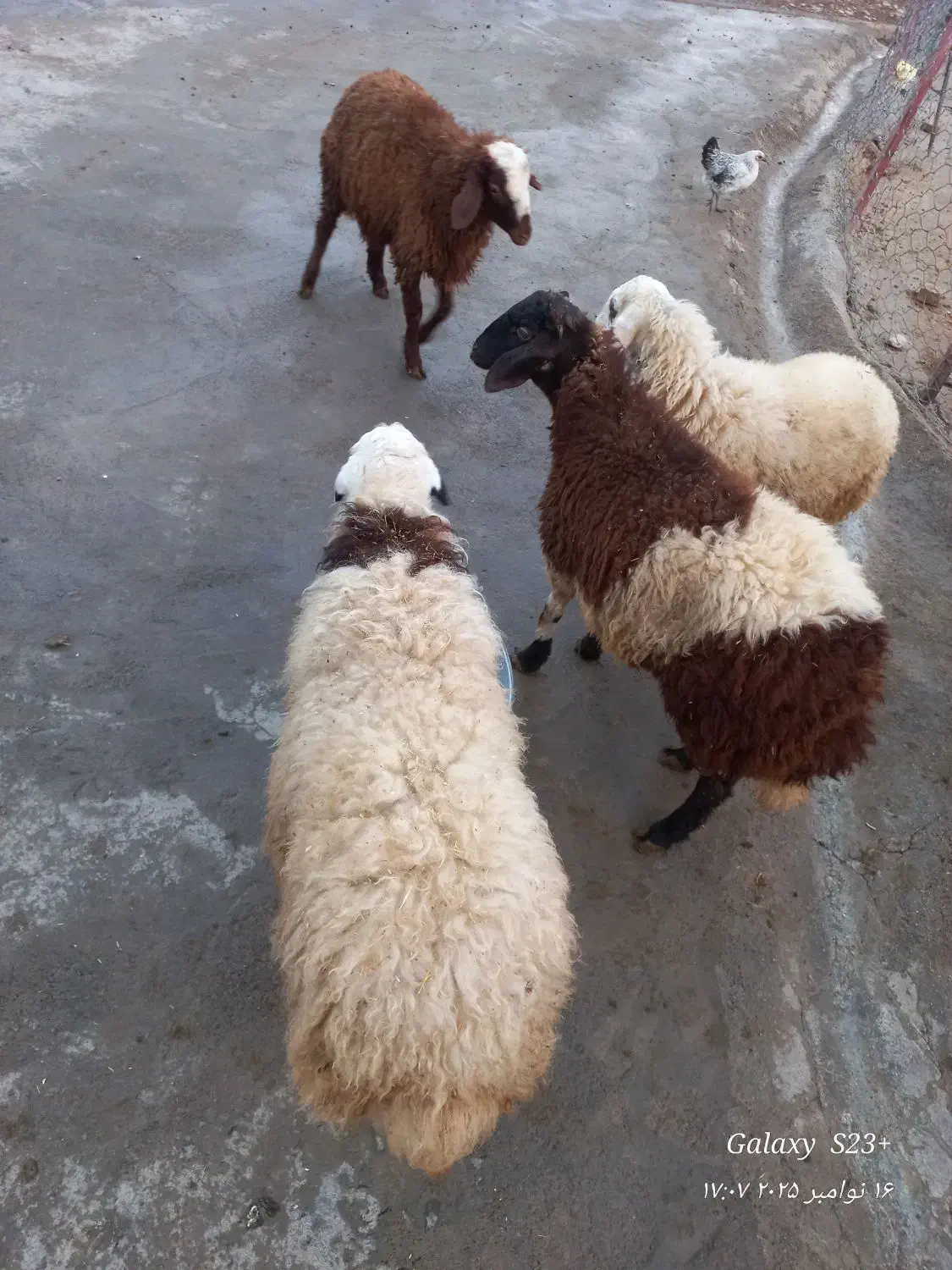 بره نر کشتار|حیوانات مزرعه|فیروزآباد (لرستان), |دیوار