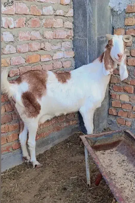 بز گلابی|حیوانات مزرعه|زاهدان, |دیوار