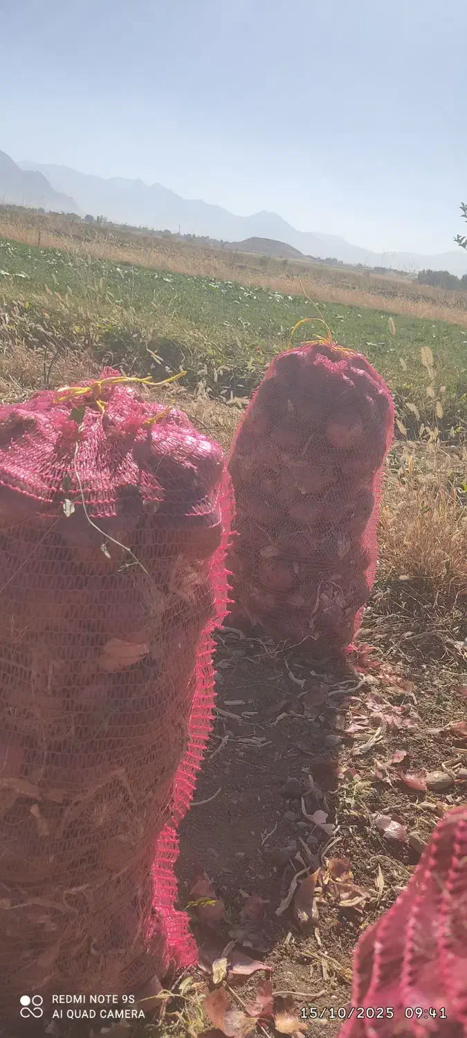 فروش پیاز قرمز|خوردنی و آشامیدنی|خاوه, |دیوار