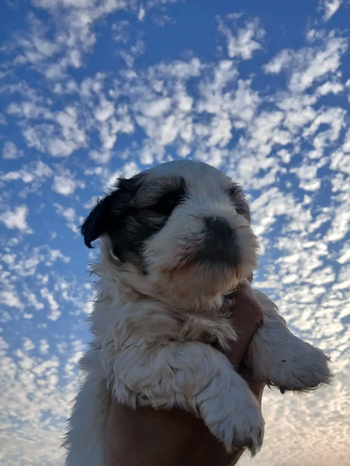 شیتزو تریر|سگ|پاکدشت, پاکدشت (مامازند)|دیوار