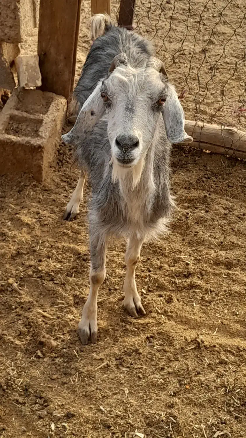 بزچاق میش چاق بز سرمایه|حیوانات مزرعه|مرودشت, ده بید|دیوار