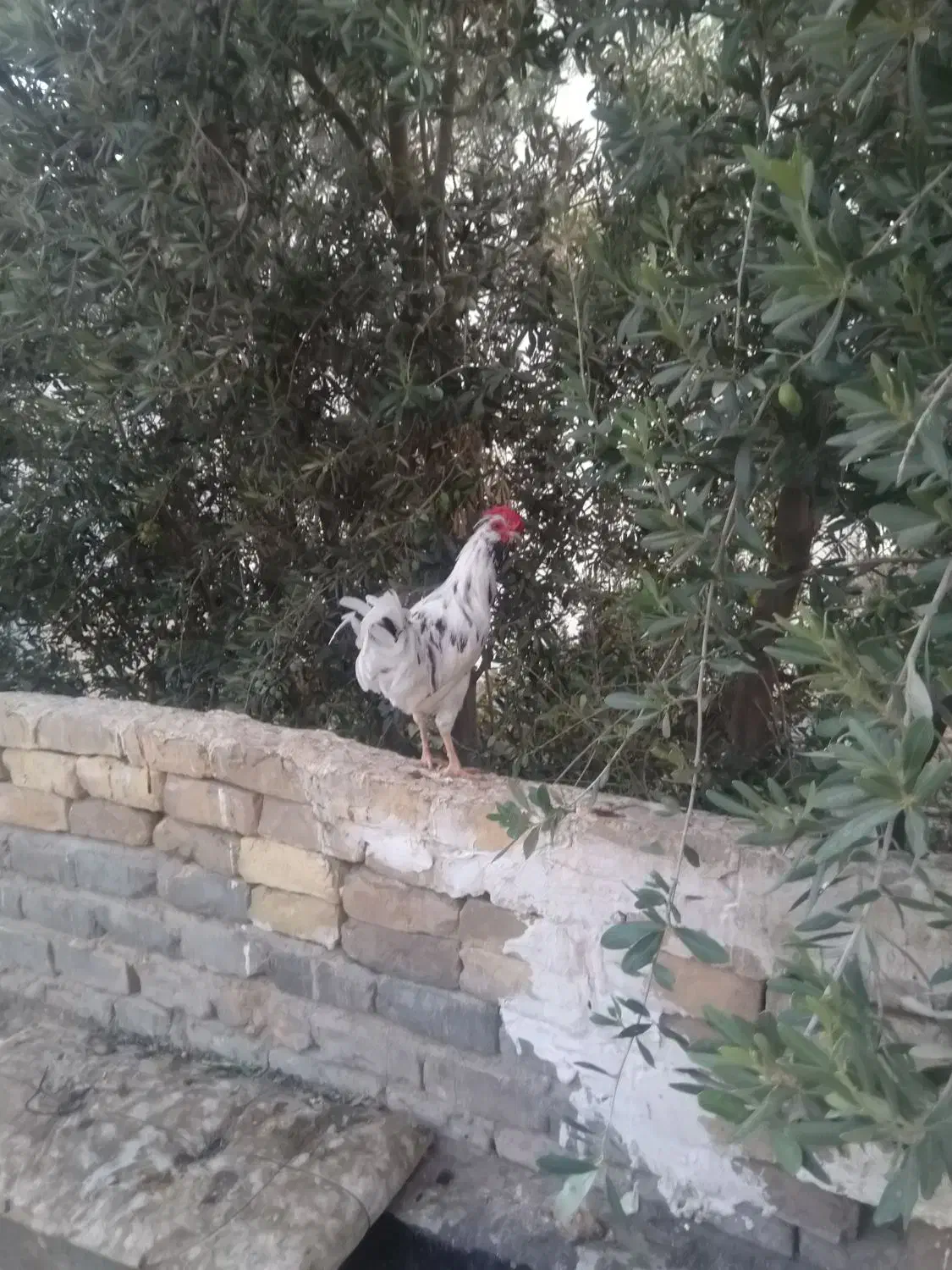خروس گلین|حیوانات مزرعه|قم, انسجام|دیوار