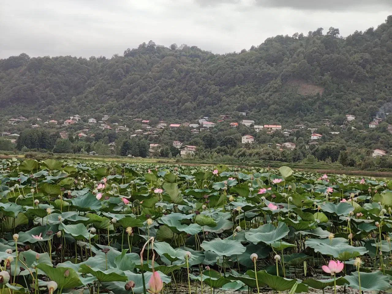 زمین نزدیک لاهیجان ۳ بر ویو ابدی دریاچه|فروش زمین و ملک کلنگی|لاهیجان, کوی خزر|دیوار