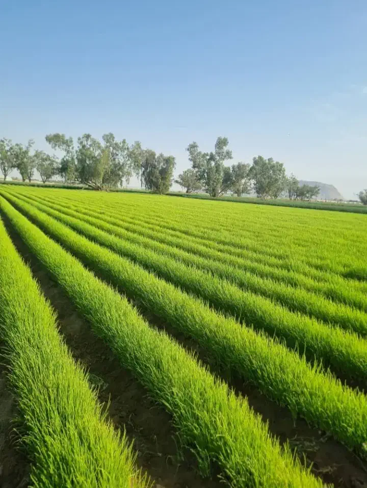 زمین تجاری مسکونی۵در۲۰|فروش زمین و ملک کلنگی|رودبار (کرمان), |دیوار