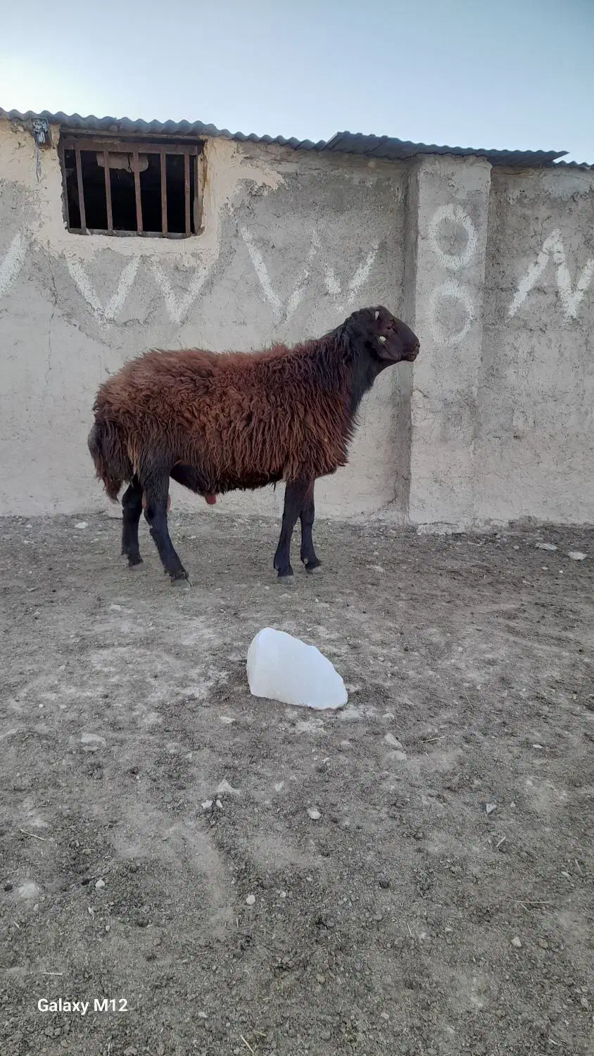 قوچ همو قزل افشار ۲ ساله|حیوانات مزرعه|زنجان, |دیوار