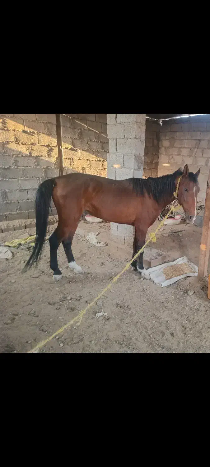 اسب فروشی|اسب و تجهیزات اسبسواری|جیرفت, |دیوار