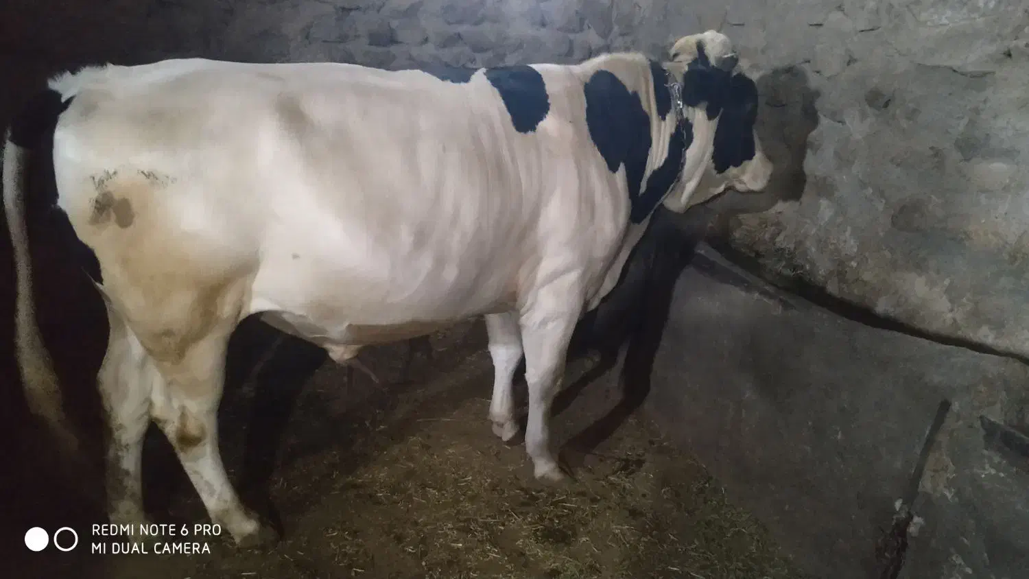 گاو نر گوساله|حیوانات مزرعه|تهران, زعفرانیه|دیوار