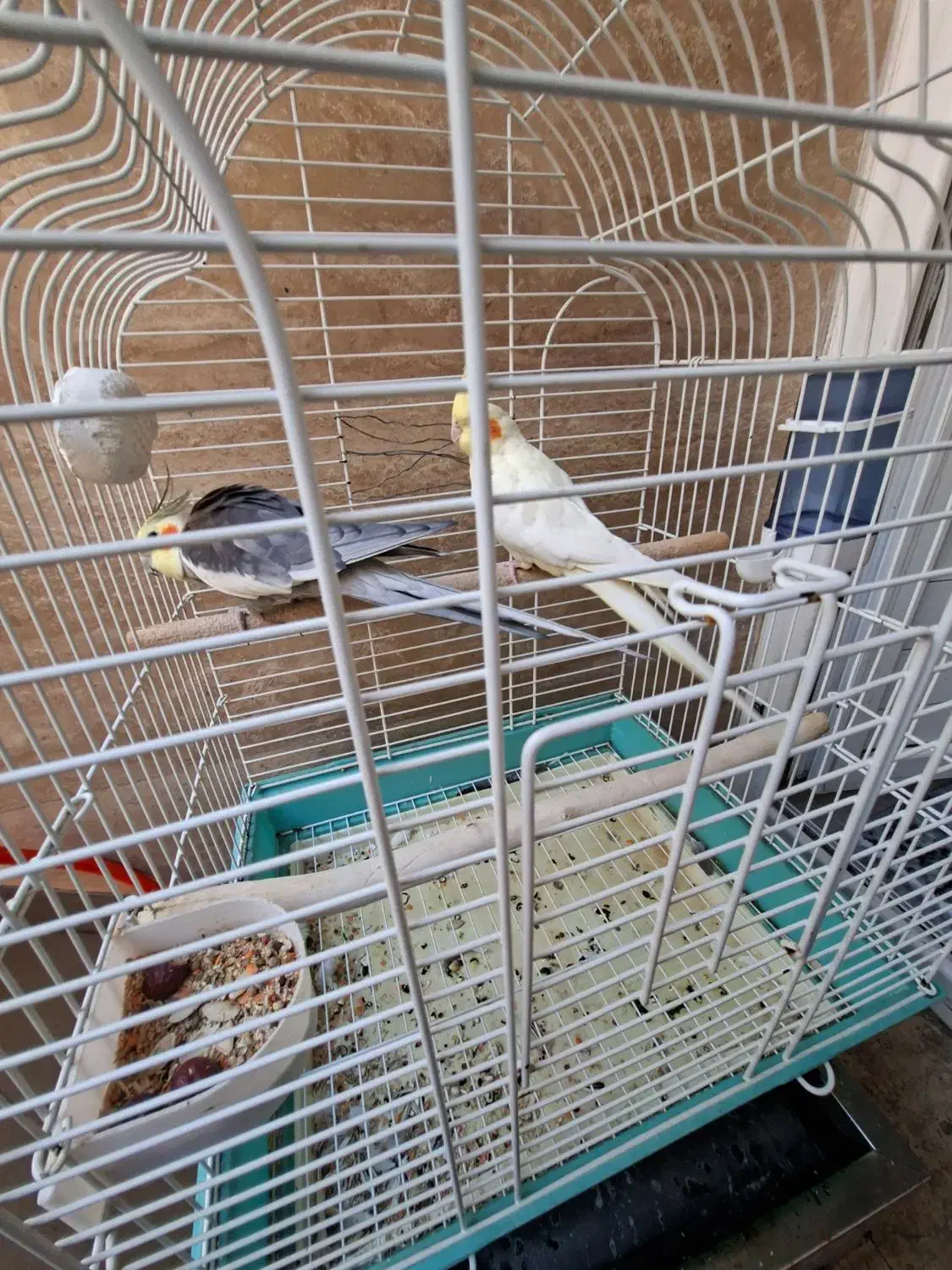 یک جفت عروس هلندی سالم و سرحال|پرنده|قزوین, |دیوار