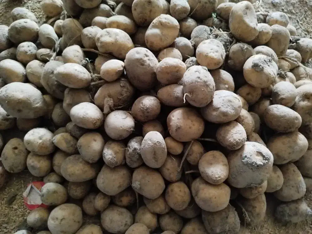 بذرسیب زمینی سانته|عمدهفروشی|اقلید, |دیوار