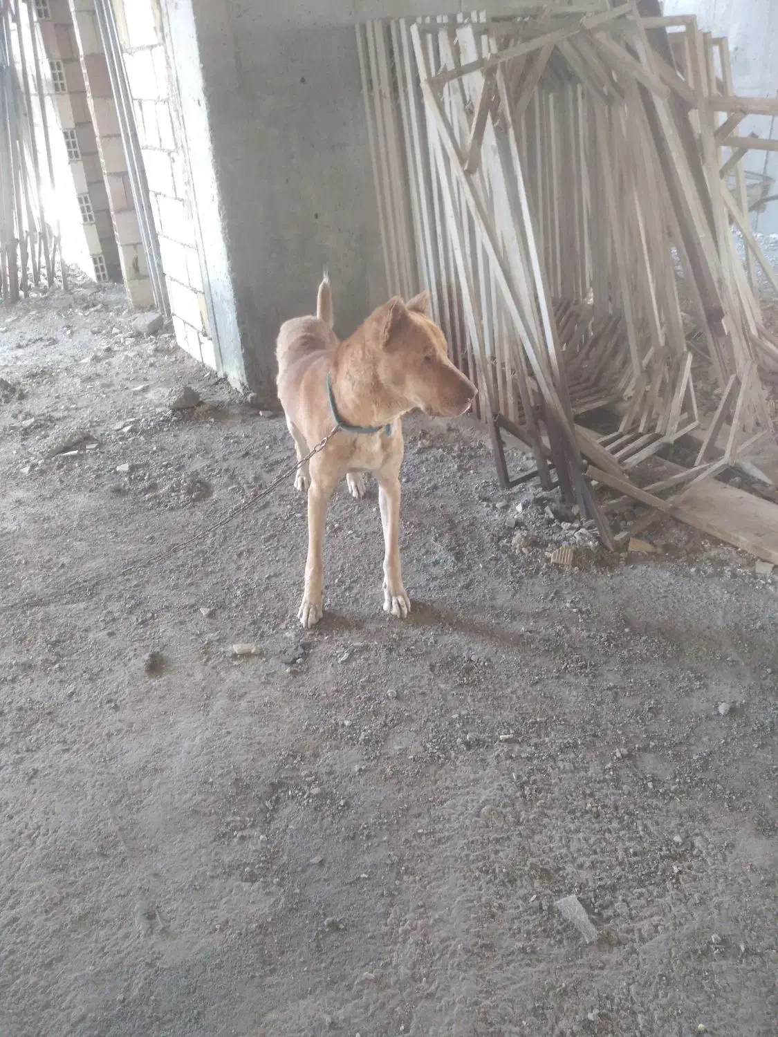 سگ نگهبان جوان وعالی|سگ|مهاجران, |دیوار