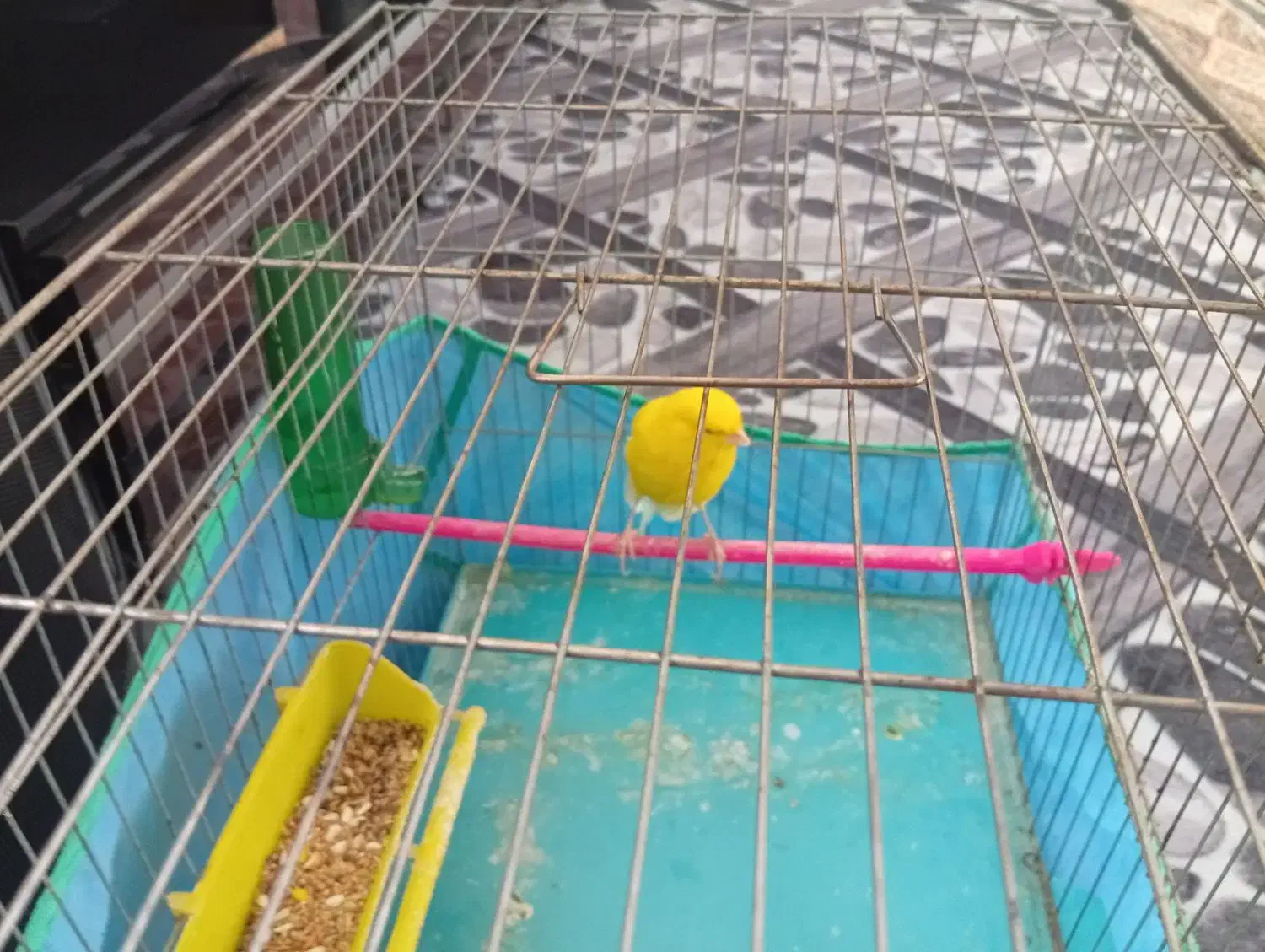 فروش شهر جاورسیان|پرنده|قره چای, |دیوار